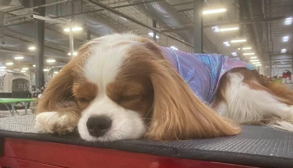  KingsMarq Cavalier King Charles Spaniels