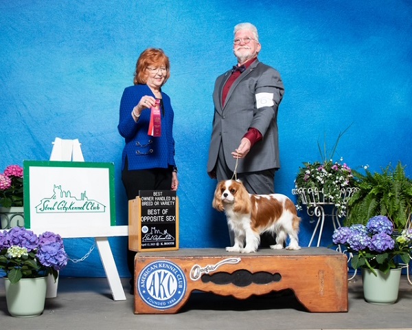  KingsMarq Cavalier King Charles Spaniels