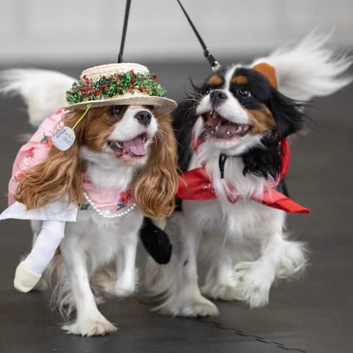  KingsMarq Cavalier King Charles Spaniels