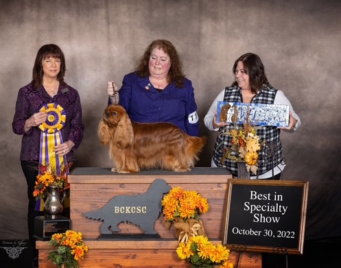 KingsMarq Cavalier King Charles Spaniels