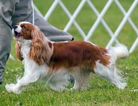 KingsMarq Cavaliers 
